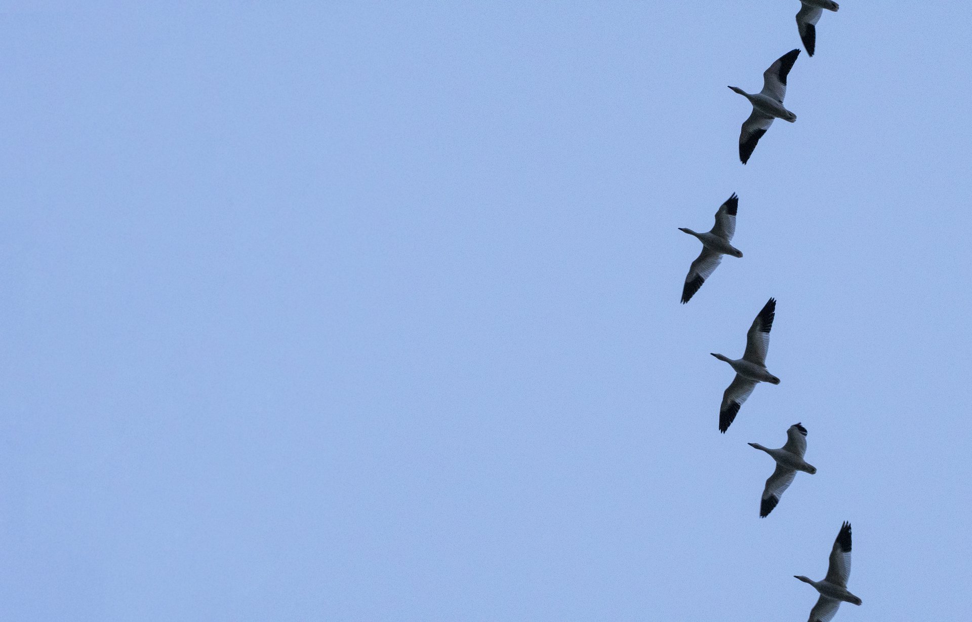 Snow Geese